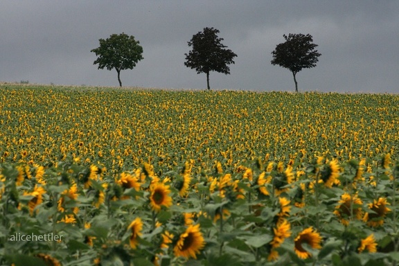 Sonnenblumenfeld